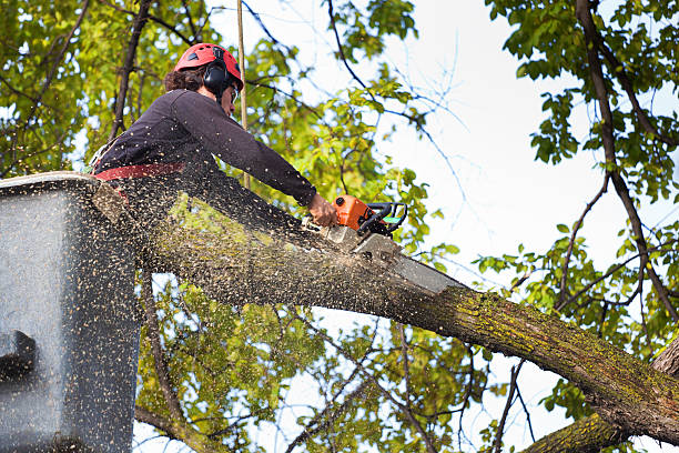 Best Fruit Tree Pruning  in Springfield, KY